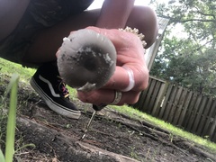 Amanita vaginata