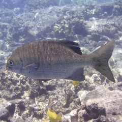 Blue Sea Chub photo 5
