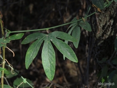Passiflora caerulea