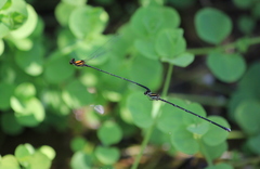 Prodasineura croconota