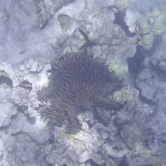 Acanthaster planci