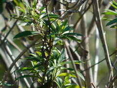 Baccharis punctulata