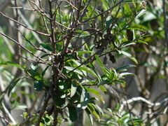 Baccharis punctulata