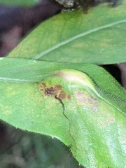 Neolasioptera vernoniae