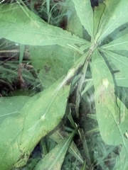 Neolasioptera vernoniae