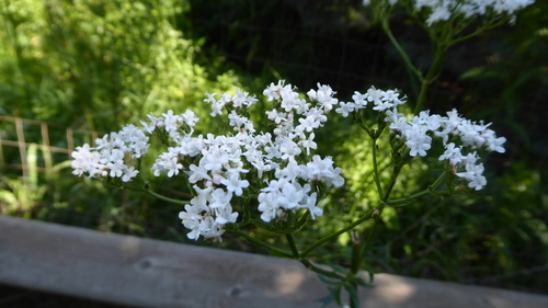 Valeriana officinalis iNat (2)