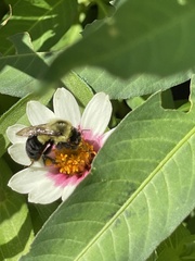 Bombus impatiens