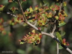 Schinus fasciculata