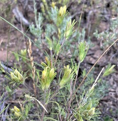 Cordylanthus ramosus