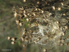 Baccharis notosergila