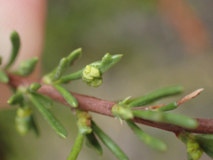 Eriophyes adenostomae