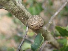 Disholcaspis canescens