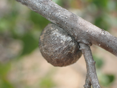 Disholcaspis canescens