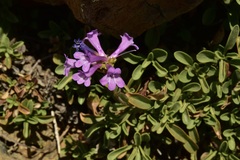 Penstemon procerus formosus