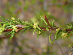 Eriophyes adenostomae