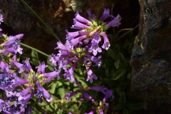 Penstemon procerus formosus