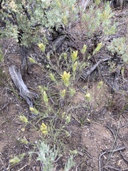 Cordylanthus ramosus