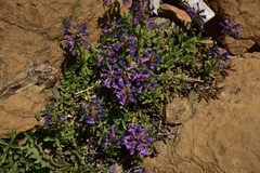 Penstemon procerus formosus