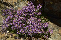 Penstemon procerus formosus