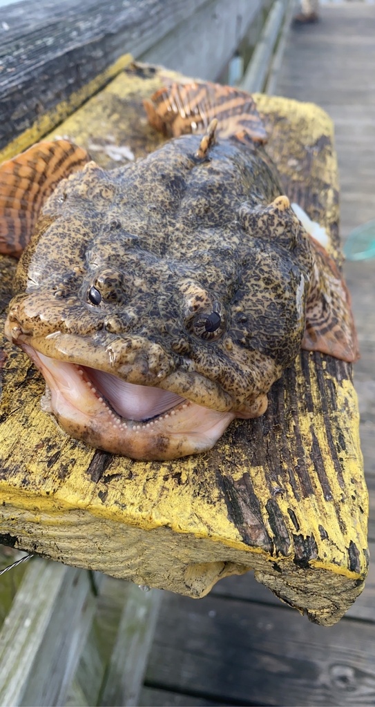 Oyster Toadfish from Assawoman Bay, Ocean City, MD, US on July 31, 2022