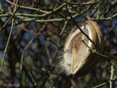 Araujia sericifera