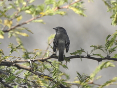 Serpophaga griseicapilla