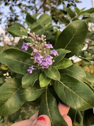 Vitex trifolia