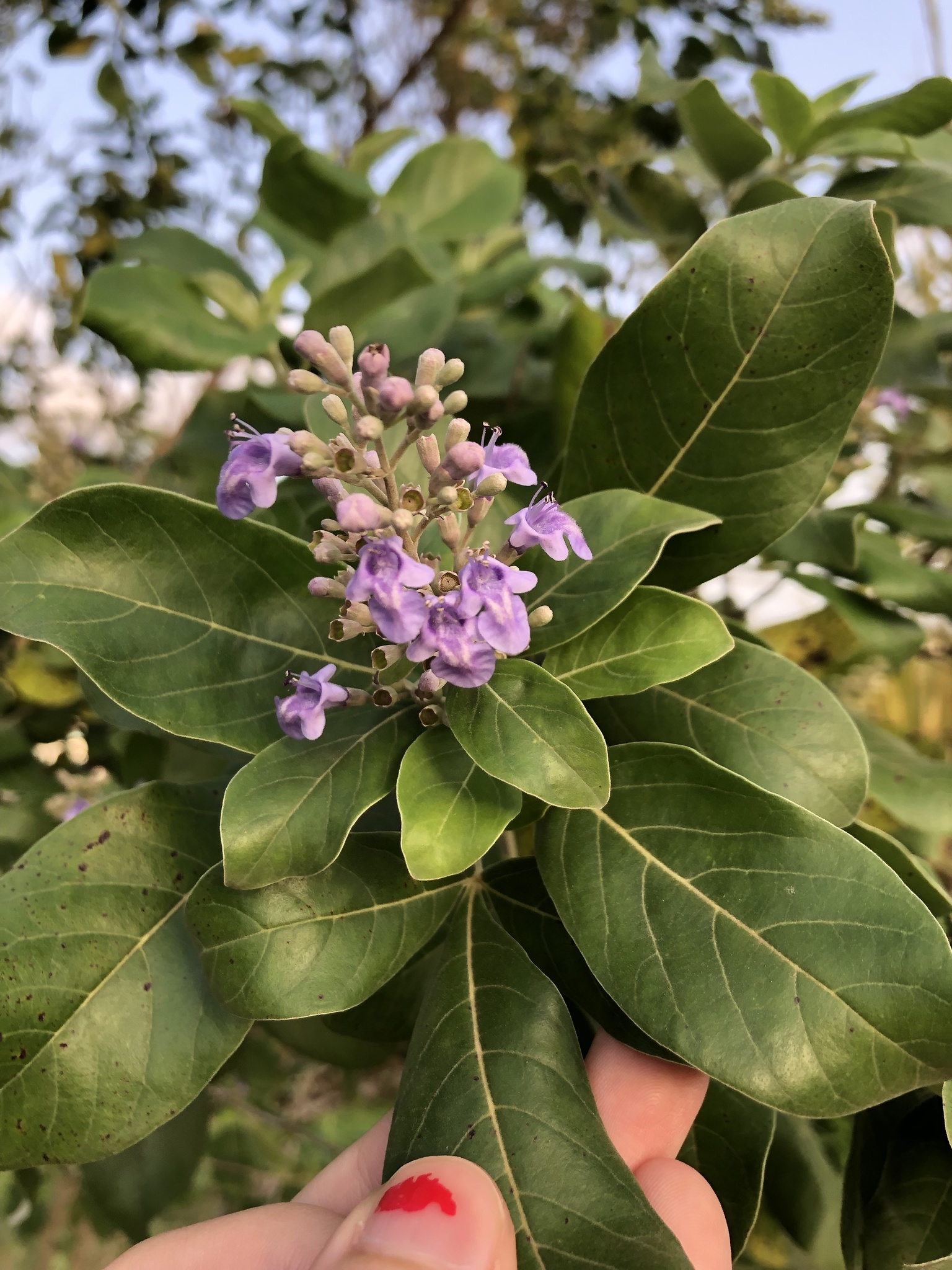 Vitex trifolia