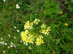 Biscutella laevigata