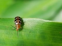 Exora olivacea