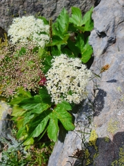 Peucedanum ostruthium