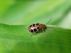 Exora olivacea