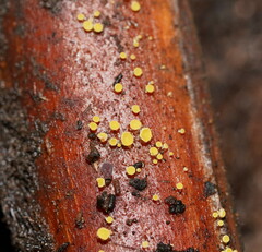 Lachnum pteridophyllum