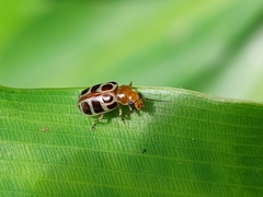 Exora olivacea
