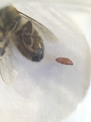 Apocephalus borealis