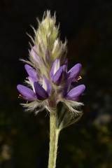 Lupinus lapidicola