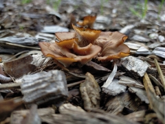 Auriscalpium barbatum