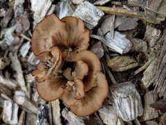 Auriscalpium barbatum