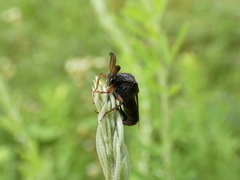 Ripiphorus walshii