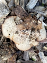 Auriscalpium barbatum