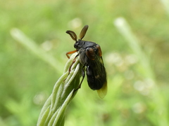 Ripiphorus walshii