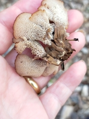 Auriscalpium barbatum