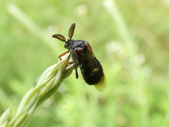 Ripiphorus walshii