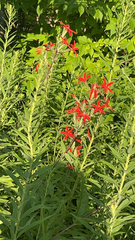 Silene regia