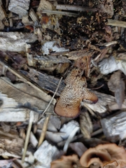 Auriscalpium barbatum