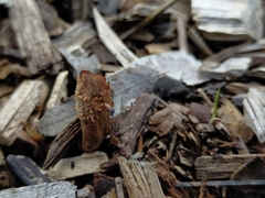 Auriscalpium barbatum