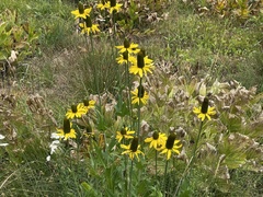 Rudbeckia californica