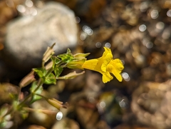 Erythranthe michiganensis