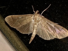 Herpetogramma sphingealis