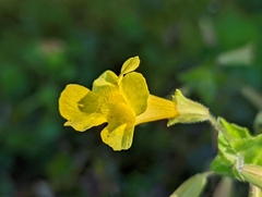 Erythranthe michiganensis